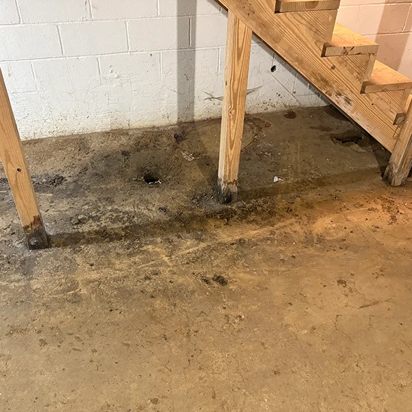mold remediation